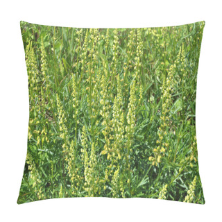Personality  Reseda Lutea Grows Like A Weed In The Field Pillow Covers