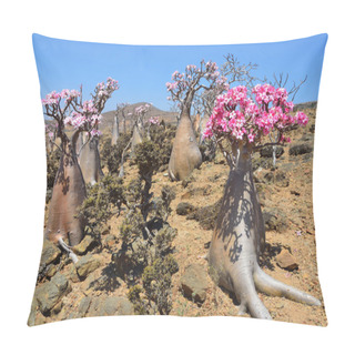 Personality  Yemen, Socotra, Ladan And Bottle Trees (desert Rose - Adenium Obesum) On Mumi Plateau Pillow Covers