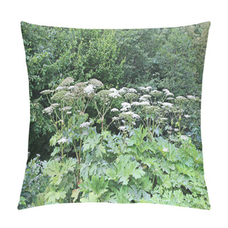 Personality  Thickets Of Flowering Plants Hogweed Pillow Covers