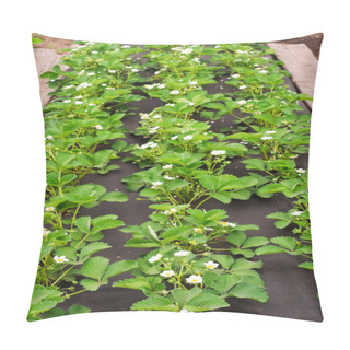 Personality  Strawberry Blossoms Pillow Covers