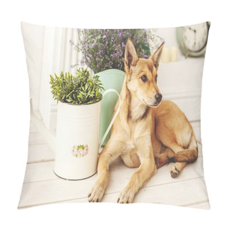 Personality  Dog With Light Hair In Old-fashioned Decorated Room Pillow Covers