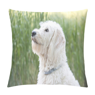 Personality  A Close-up Side-view Portrait Of White Labradoodle Sitting In Gr Pillow Covers