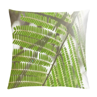 Personality  Close-up Shot Of Beautiful Fern Leaves In Front Of Sun Flare Pillow Covers