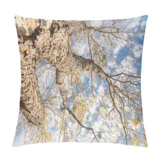 Personality  Looking Up View Of Maple Autumn Leaves Almost Bare Tree During Fall Season In Dallas Pillow Covers