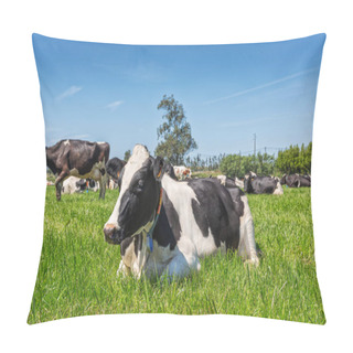 Personality  Dairy Cows Of The Holstein Breed Friesian, Lying On Green Field. Pillow Covers