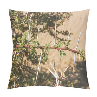 Personality  Branch With Thorns In Sahara Desert Pillow Covers