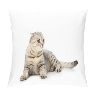 Personality  Striped British Shorthair Cat Looking Away Isolated On White Background  Pillow Covers