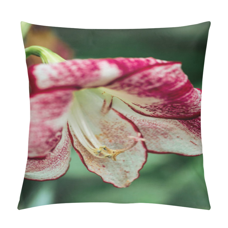 Personality  close up view of colorful lily flower in botanical garden pillow covers