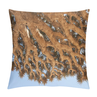 Personality  Dragon Tree. Socotra Island, Yemen Pillow Covers