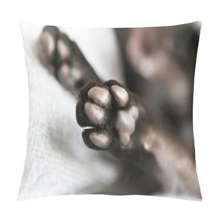 Personality  Black Oriental Cat Paws. Two Macto Paws Of Black Cat Pillow Covers