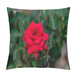 Personality  Beautiful Close Up Of A Single Red  Rose Flower Head Of The Germ Pillow Covers