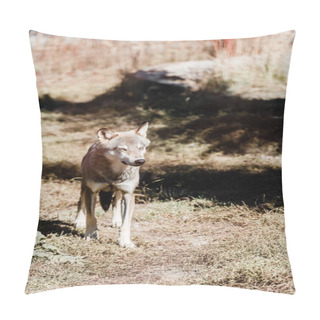 Personality  Dangerous Wolf Walking On Grass Outside In Zoo Pillow Covers