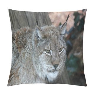 Personality  European Lynx Pillow Covers