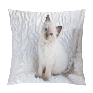 Personality  One Young Ragdoll Cat Sitting On Fur In Chair  Pillow Covers