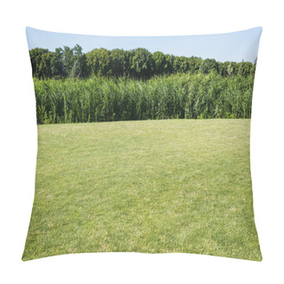 Personality  Trees And Plants With Green Leaves Near Grass In Park  Pillow Covers
