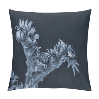 Personality  Surrealistic Fine Art Still Life Monochrome Black And White Macro Image Of A Bizarre Single Isolated Sempervivum / Echeveria With Blossom On Black Background In Vintage Painting Style  Pillow Covers