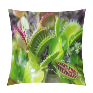 Personality  Carnivorous Predatory Plant Venus Flytrap - Dionaea Muscipula Pillow Covers