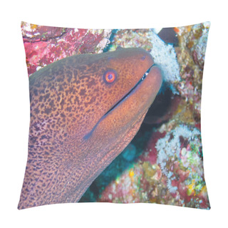 Personality  Giant Moray Eel On A Coral Reef, Red Sea Pillow Covers