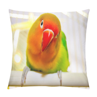 Personality  One Beautiful And Colored Lovebird Parrot With Red Beak, Orange Head And Colored Feathers Is Looking At Camera With Curiosity And Focused.The Fischer's Lovebird With A Beautiful Color Is In A Cage. Pillow Covers