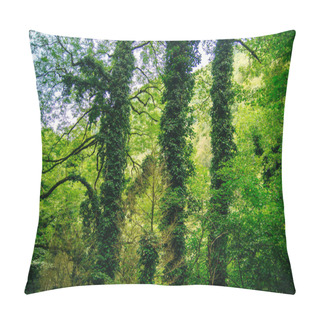 Personality  Tree Overgrown With Ivy. Trees And Wild Ivy In Park. Ivy Leaves On Tree Trunks. High Quality Photo Pillow Covers