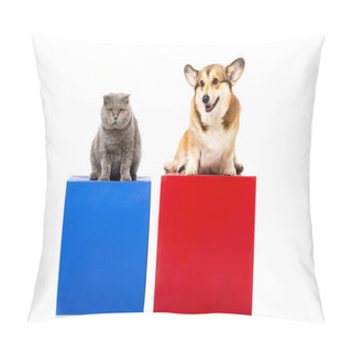 Personality  Cute Grey British Shorthair Cat With Welsh Corgi Pembroke Sitting On Red And Blue Cubes Isolated On White Background  Pillow Covers