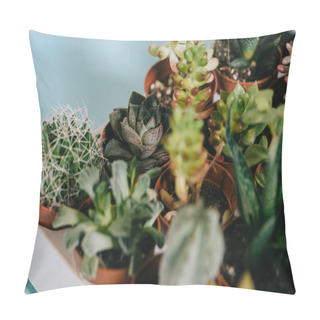 Personality  Selective Focus Of Various Beautiful Green Succulents In Pots On Grey   Pillow Covers