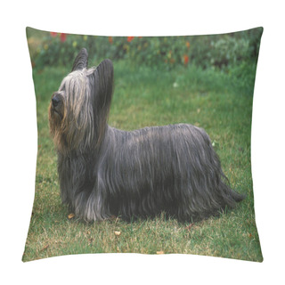 Personality  SKYE TERRIER Pillow Covers