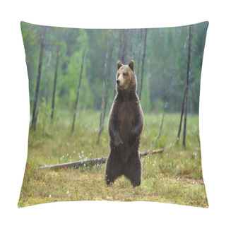 Personality  Alerted Eurasian Brown Bear Standing On Hind Legs On A Rainy Day In Swamp, Finnish Forest. Pillow Covers
