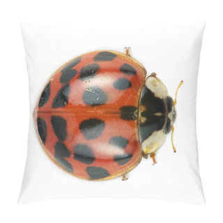 Personality  Closeup View Of Cute Ladybug Insect Pillow Covers
