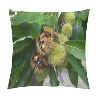 Personality  Close Up Of Chestnuts On The Branches In A Beautiful Chestnut Forest In Tuscany During The Autumn Season Before The Harvest. Italy. Pillow Covers