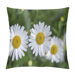 Personality  Leucanthemum Vulgare Meadows Wild Flower With White Petals And Yellow Center In Bloom, Flowering Beautiful Plant Pillow Covers