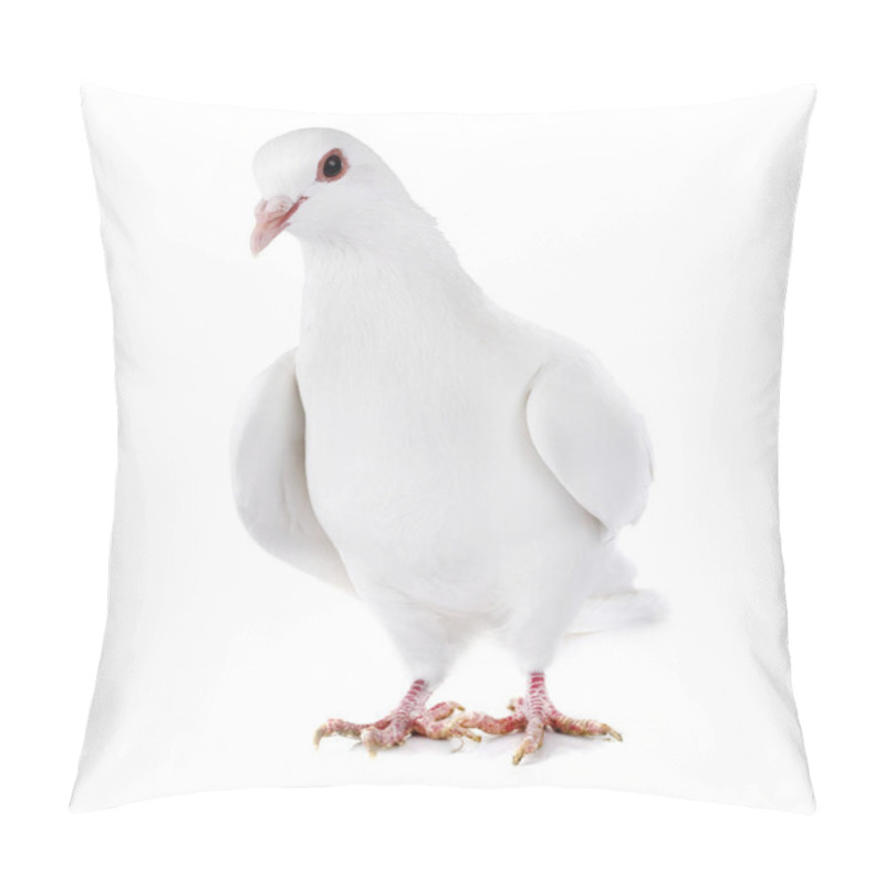 Personality  Rock Dove In Front Of White Background Pillow Covers