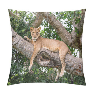 Personality  Lioness Lying On Tree Pillow Covers