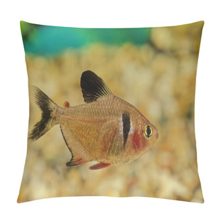 Personality  The Black Phantom Tetra (Hyphessobrycon Megalopterus), Or Simply Phantom Tetra, Is A Small Freshwater Fish Of The Characin Family (Characidae) Of Order Characiformes. Pillow Covers