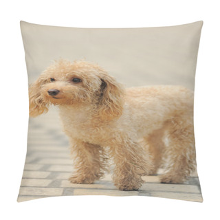 Personality  Toy Poodle Dog Standing Pillow Covers