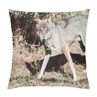 Personality  Dangerous Wolf Walking On Ground Outside  Pillow Covers