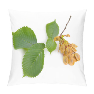 Personality  Leaves And Seeds Of Elms Isolated On White Background Pillow Covers