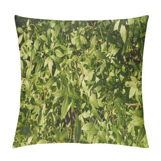 Personality  Fraxinus Excelsior, Allergens Plants Pillow Covers