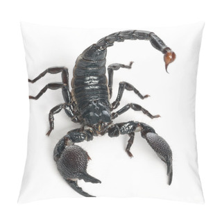 Personality  Emperor Scorpion, Pandinus Imperator, 1 Year Old, In Front Of White Background Pillow Covers