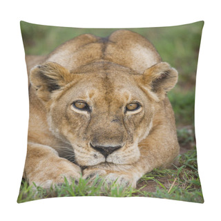 Personality  Close-up Portrait Of Lioness Pillow Covers