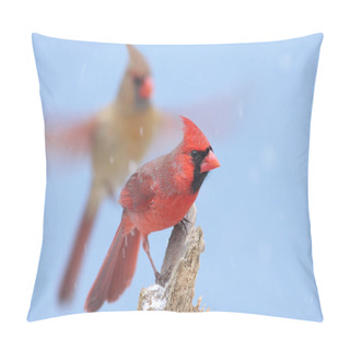 Personality  Northern Cardinals Pillow Covers