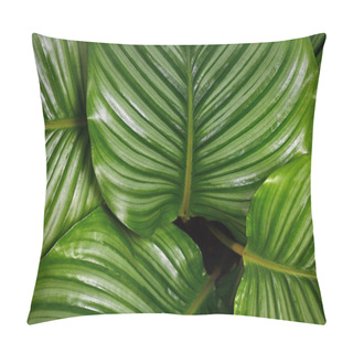 Personality  Close Up Of Striped Exotic `Calathea Orbifolia Prayer Plant` Houseplant Leaves Pillow Covers
