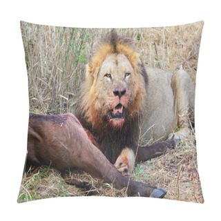 Personality  African Lion With Prey Pillow Covers
