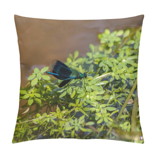 Personality  Blue Male Banded Demoiselle Calopteryx Splendens At A River On The Hunt For Insects With Banded Wings At A Creek On Green Leaves Swimming In The Clear Water As Territory Of The Male Dragonfly Odonata Pillow Covers
