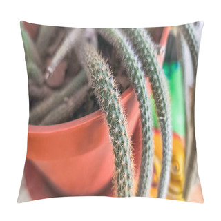 Personality  Cactus In A Pot, Close Up, Selective Focus, Background. Pillow Covers