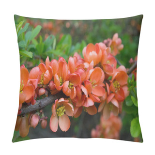 Personality  Japanese Quince Or Chaenomeles Japonica. Flowers Of Chaenomeles Japonica In The Spring Garden Pillow Covers