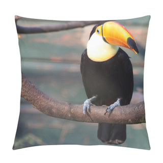 Personality  Toucan Pillow Covers