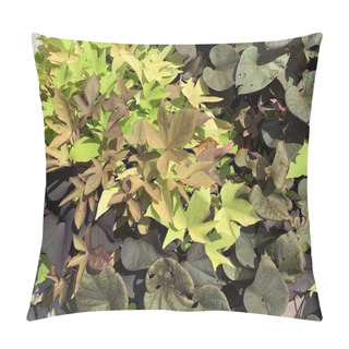 Personality  Ornamental Autumn Leaves Ipomoea Sweet Potato, Nature Palette Ipomoea Batata. Natural Background, Close-up, Sunlight. Purple, Violet, Yellow And Golden Pillow Covers