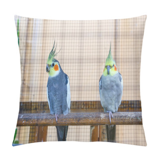 Personality  Close Up Of Couple Budgerigar Pillow Covers