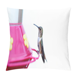 Personality  Humming Bird On A Feeder With A White Background Pillow Covers